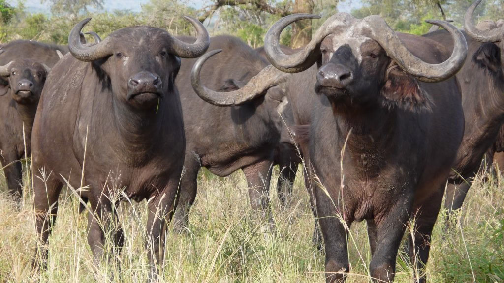 Manada de búfalos mata uma pessoa e fere duas em Magude