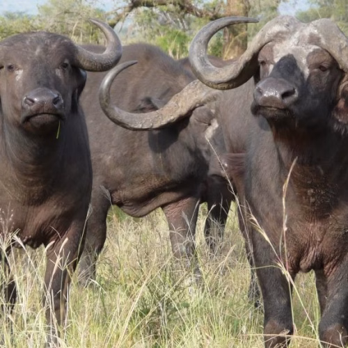 Manada de búfalos mata uma pessoa e fere duas em Magude