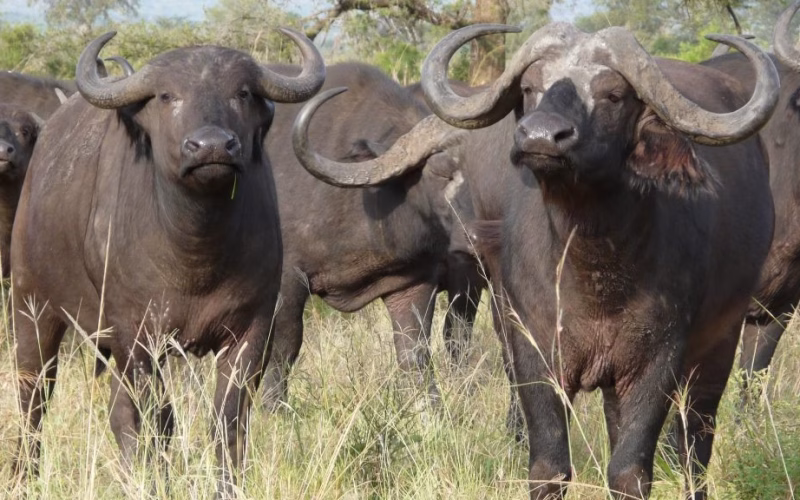 Manada de búfalos mata uma pessoa e fere duas em Magude