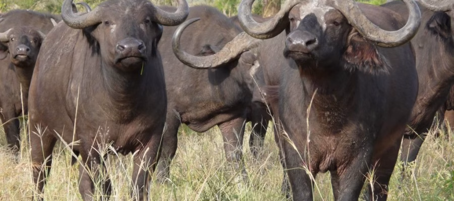 Manada de búfalos mata uma pessoa e fere duas em Magude