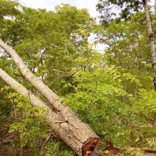 Moçambique perde 267 mil hectares de floresta anualmente