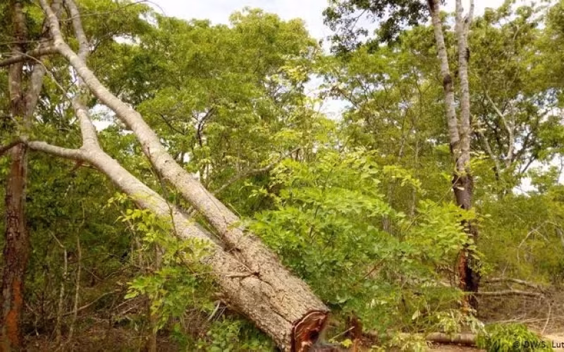 Moçambique perde 267 mil hectares de floresta anualmente