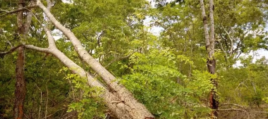 Moçambique perde 267 mil hectares de floresta anualmente